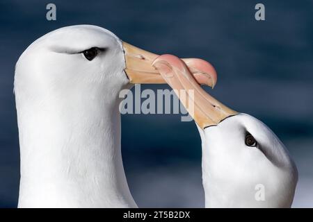 Schwarzbrauen-Albatros, Thalassarche-Melanophyren, Erwachsene Paare-Anzeige, berührende Scheine. Saunders Island, Falklandinseln November Stockfoto