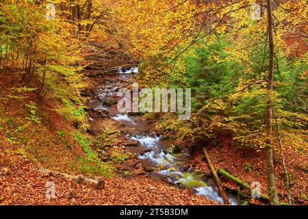 Ein schmaler Gebirgsfluss fließt schnell durch einen bezaubernden Herbstbuchenwald und schafft eine faszinierende Szene. Die leuchtenden Farben des Herbstes spiegeln sich auf t wider Stockfoto