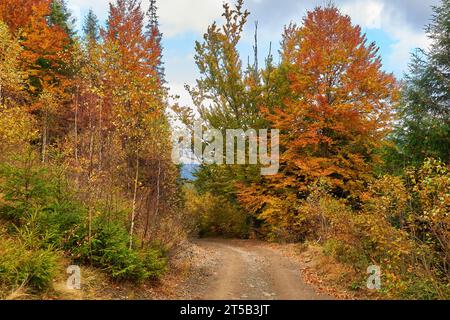 Feldweg durch den Wald mit großen schlammigen Pfützen nach Regen Stockfoto