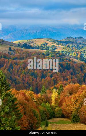 Tauchen Sie ein in die goldene Serenade des Herbstes und erleben Sie die majestätischen Karpaten, die mit der lebendigen Palette der Natur geschmückt sind. Die Luft ist fill Stockfoto