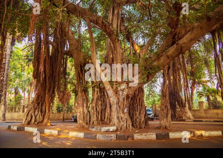 Riesiger Banyanbaum im Stadtpark. Zamalek Island, Kairo, Ägypten – 25. Oktober 2023 Stockfoto