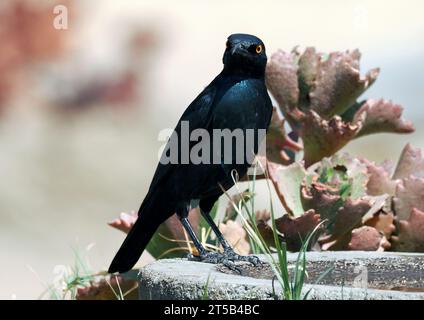 Kap-Starling, Rotschulter-Glanzstar, Choucador à épaulettes rouges, Lamprotornis nitens, vörösvállú fényseregély, Hwange-Nationalpark, Simbabwe Stockfoto