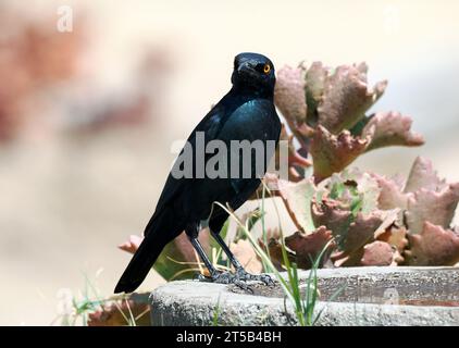 Kap-Starling, Rotschulter-Glanzstar, Choucador à épaulettes rouges, Lamprotornis nitens, vörösvállú fényseregély, Hwange-Nationalpark, Simbabwe Stockfoto