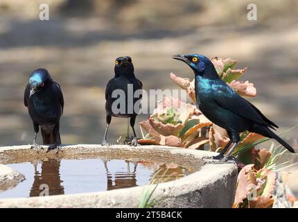 Kap-Starling, Rotschulter-Glanzstar, Choucador à épaulettes rouges, Lamprotornis nitens, vörösvállú fényseregély, Hwange-Nationalpark, Simbabwe Stockfoto