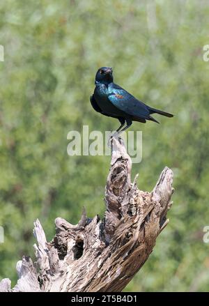 Kap-Starling, Rotschulter-Glanzstar, Choucador à épaulettes rouges, Lamprotornis nitens, vörösvállú fényseregély, Hwange-Nationalpark, Simbabwe Stockfoto