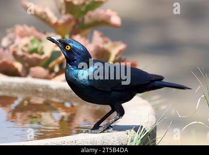 Kap-Starling, Rotschulter-Glanzstar, Choucador à épaulettes rouges, Lamprotornis nitens, vörösvállú fényseregély, Hwange-Nationalpark, Simbabwe Stockfoto