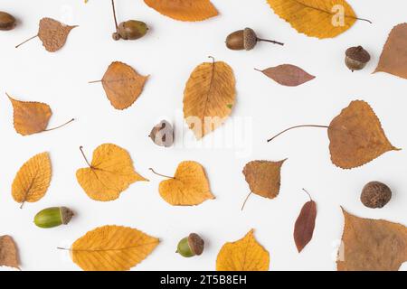 Legen Sie gelbe gefallene Blätter Eicheln fest Stockfoto