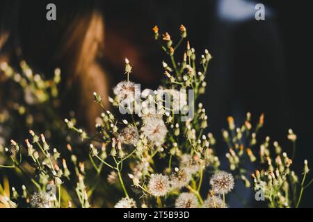 Wilde Blumen, Feld Stockfoto