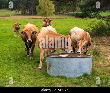 Kühe um einen Tränkrinnen in Lozère in Frankreich Stockfoto