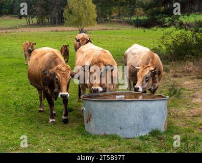 Kühe um einen Tränkrinnen in Lozère in Frankreich Stockfoto