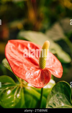 Nahaufnahme roter herzförmiger Blütenanthurien Stockfoto