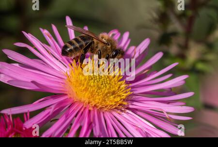 Worker Honey Bee (APIs mellifera) sammelt Pollen aus einer leuchtend rosa Aster, Gartenblume. Stockfoto