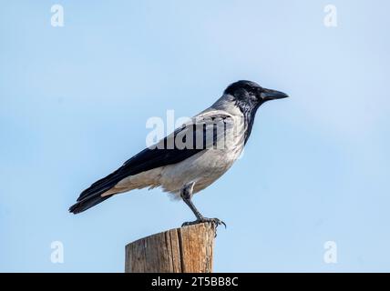 Kapuzenkrähe, Corvus Corone, auf einem Telegrafenmast, Larnaka, Zypern Stockfoto