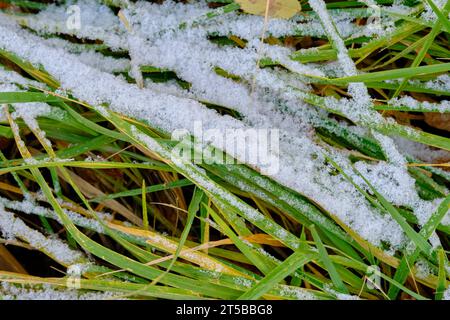 Erster Schneefall grünes Gras. Makrofotografie. Stockfoto