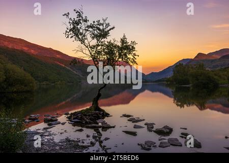 Der berühmte Lone Tree im Padarn Lake in Llanberis, Wales. Stockfoto