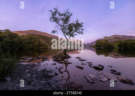 Der berühmte Lone Tree im Padarn Lake in Llanberis, Wales. Stockfoto