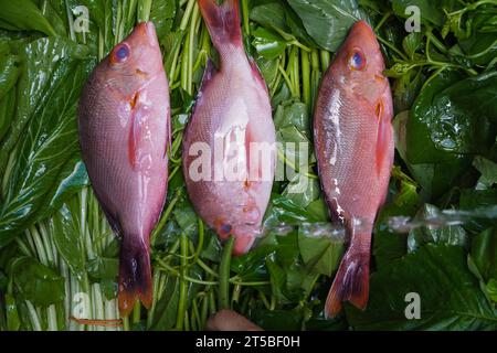 Drei frische rohe rohe Fische auf grünen natürlichen Lebensmitteln werden vor der Verarbeitung zu Sashimi zubereitet Stockfoto