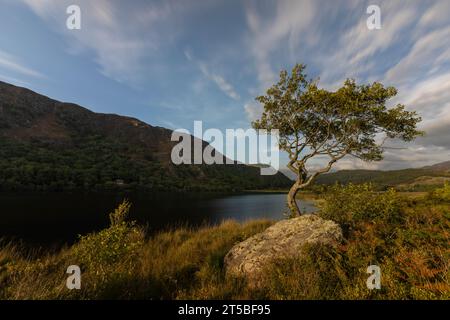 Der berühmte einsame Baum am Ufer von Llyn Dinas im Snowdonia National Park, Wales. Stockfoto