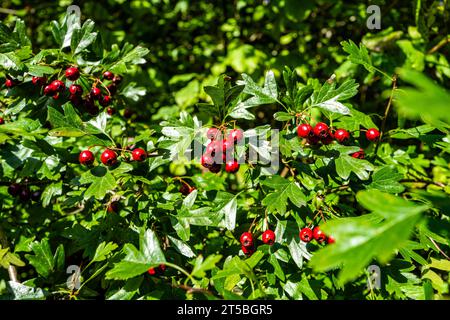 Beeren. Wilde Blume am Baum im Caerphilly Park UK Stockfoto