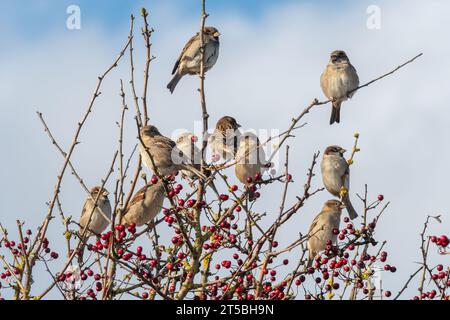 Eine Herde von Hausspatzen (Hausspatzen, Passer domesticus), die im Herbst in einem Weißdornbaum mit roten Beeren thront, England, Großbritannien Stockfoto