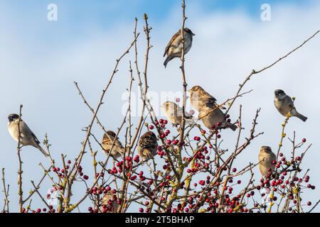 Eine Herde von Hausspatzen (Hausspatzen, Passer domesticus), die im Herbst in einem Weißdornbaum mit roten Beeren thront, England, Großbritannien Stockfoto