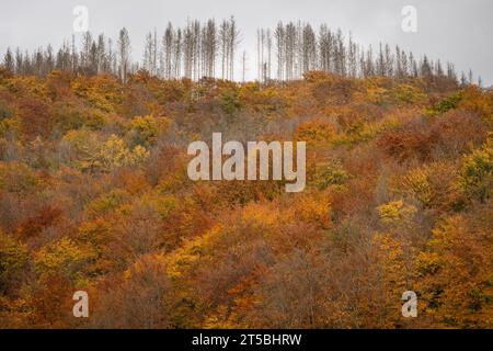 Osterode Am Harz, Deutschland. November 2023. Die Laubbäume in der Nähe der Sösetalsperre im Harz sind in ihren Herbstfarben. Hinter ihnen sind tote Fichtenbäume zu sehen. Quelle: Swen Pförtner/dpa/Alamy Live News Stockfoto