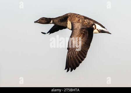 Atlantische Brant-Gänseflug während der Herbstwanderung Stockfoto