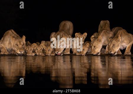 Vier erwachsene Löweninnen mit fünf Jungen trinken nachts aus einem Teich in Lentorre, Kenia Stockfoto