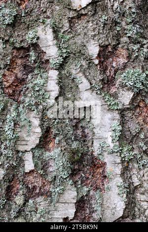 Alten Birkenrinde Stockfoto