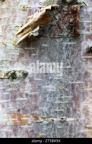 Junge Birkenrinde Stockfoto
