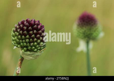 Trommelstab allium, Knoblauch mit Rundkopf (Allium sphaerocephalon) Stockfoto