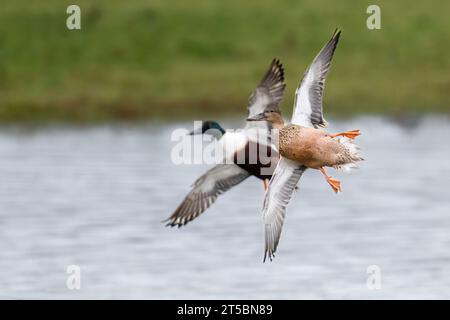 Ein Paar Nördliche Schaufelenten ((Anas clypeata)), die zum See fliegen Stockfoto