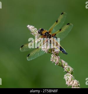 Vier gepunktete Chaser Libelle (Libellula quadrimaculata) auf Grashalm Stockfoto