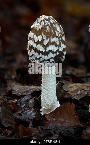 Magpie Inkcap-Pilz (Coprinopsis picacea) Stockfoto
