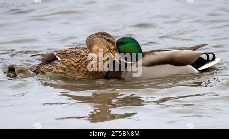 Zwei Mallard Ducks kämpfen Stockfoto