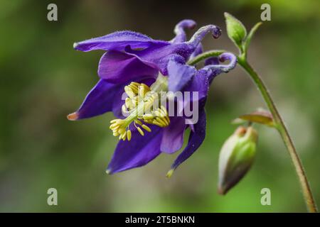 In klaren europäischen Wäldern gewachsene Kolumbinen (Aquilegia vulgaris) Stockfoto