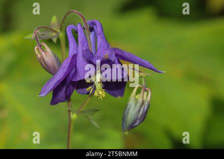 In klaren europäischen Wäldern gewachsene Kolumbinen (Aquilegia vulgaris) Stockfoto