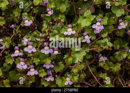 Efeublättrige toadflax (Cymbalaria muralis) wächst an den Wänden oder auf den Felsen Stockfoto