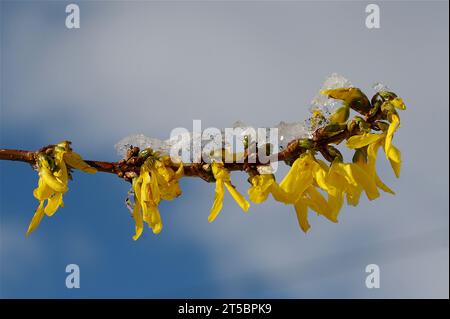 Forsythienblüten bedeckt mit Schnee Stockfoto