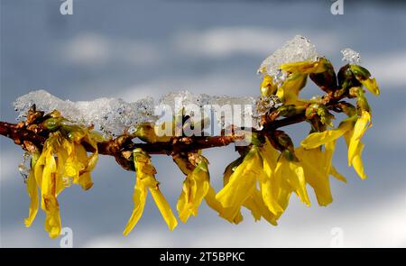 Forsythienblüten bedeckt mit Schnee Stockfoto