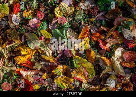 Blick auf herabfallende bunte Blätter im Herbst Stockfoto