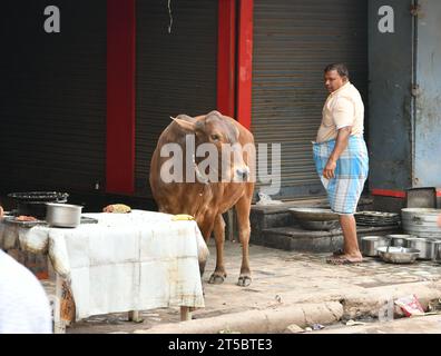 VARANASI, INDIEN - 13. November 2022: Ansicht der Kuh, die die enge Gasse Varanasi blockiert Stockfoto