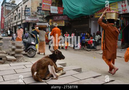 VARANASI, INDIEN - 13. November 2022: Ansicht der Kuh, die die enge Gasse Varanasi blockiert Stockfoto