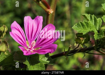 Malve (Malva sylvestnis) Stockfoto