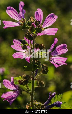 Malve (Malva sylvestnis) Stockfoto