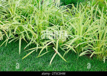 Phnom Penh breitblättriger Ophiopogon japonicus im botanischen Garten Stockfoto