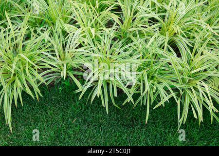 Phnom Penh breitblättriger Ophiopogon japonicus im botanischen Garten Stockfoto