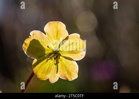 Nahaufnahme einer grün-weißen Weihnachtsrose (Helleborus niger) im Hintergrund Stockfoto