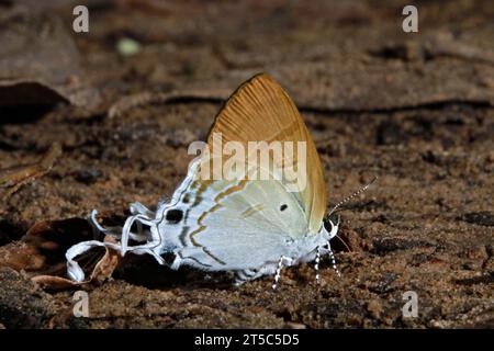 Das Common Imperial saugt Mineralien aus dem Boden. Im Pang Sida Nationalpark Provinz Sa Kaeo, Thailand Stockfoto