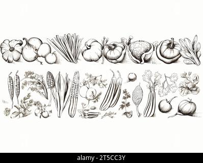 Zeichnung der Frischgemüse-Sammlung. Illustration des Lebensmittelrahmens getrennte, überzogene Linien. Stock Vektor